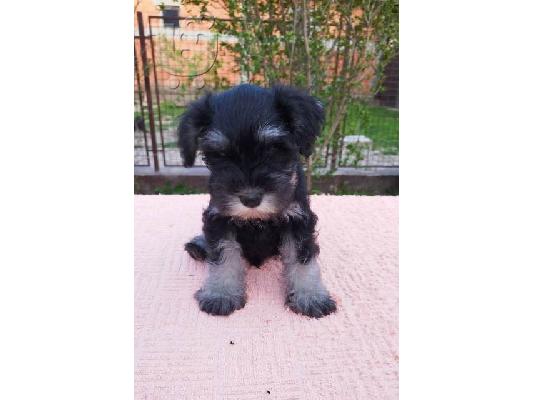 Μικροσκοπικά κουτάβια Schnauzer